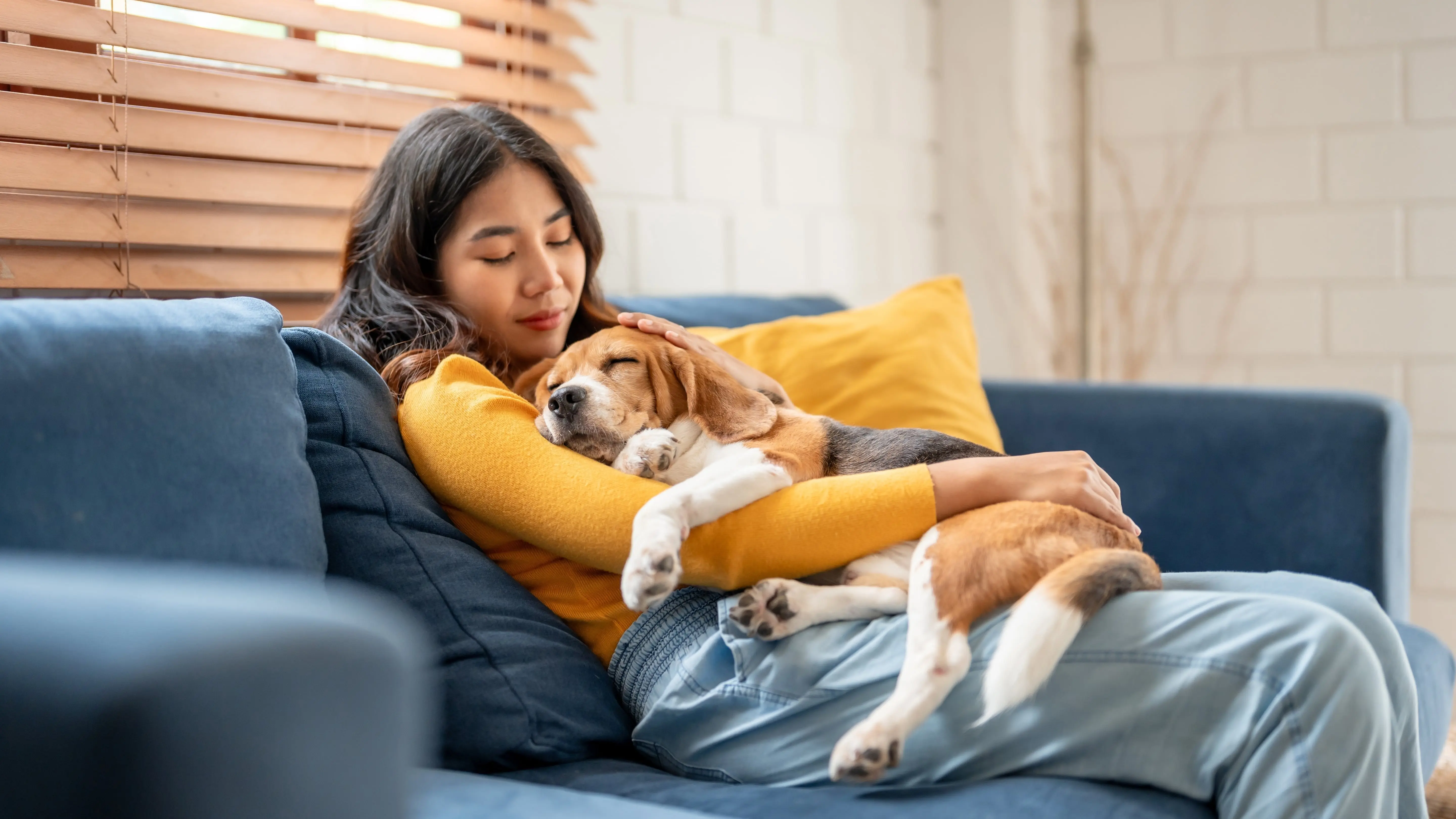 Adorable Beagle dog puppy sleeping on young female owner's shoulder.